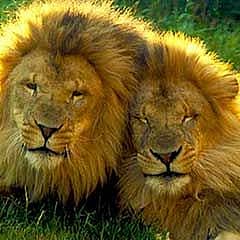 Pair of adult lion's faces laying on each other