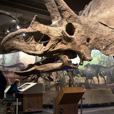 Image of triceratops skull.