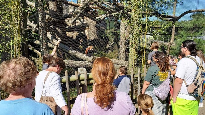 Visitors observing the red panda habitat